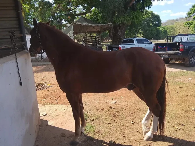 Cavalo Manga Larga