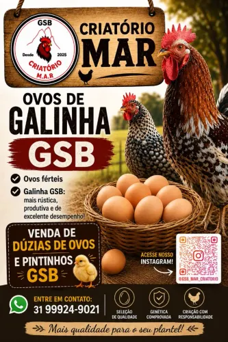 GSB - galinha sertaneja balão