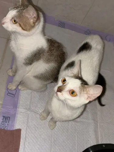 Gatinhas Para Doação Ajude!