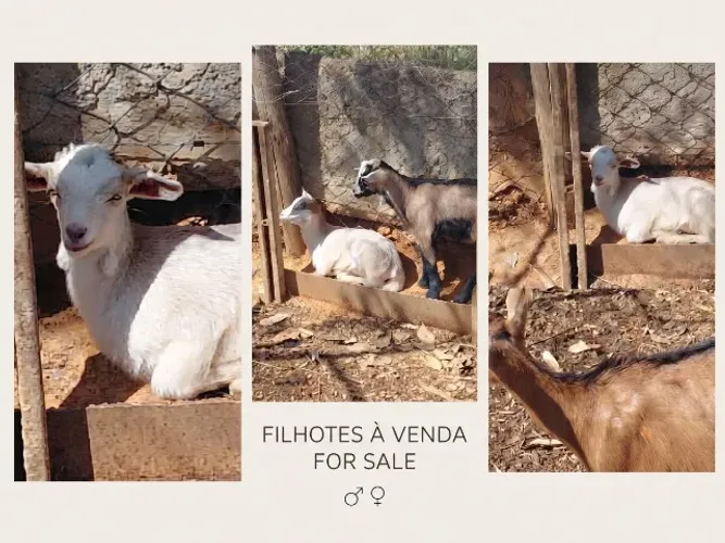 Casal de Cabritinhos (Macho e Fêmea) - Desmamados e Saudáveis - 60 Dias