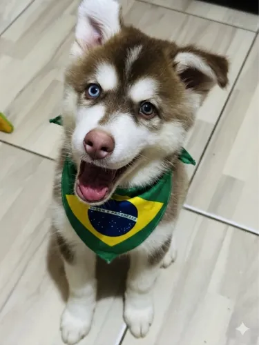 Husk Siberiano wolly filhote