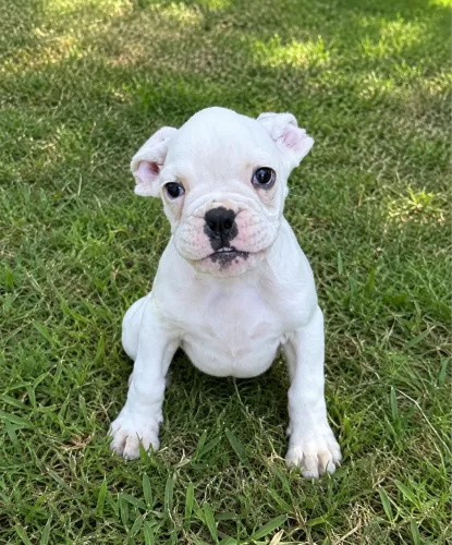 Boxer