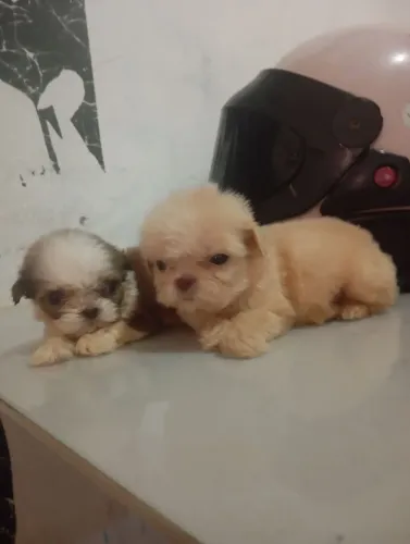 Vendo lindos filhotes de shitzu chamar no zap *