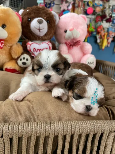 Shih tzu fêmea tricolor disponível$2.200,00