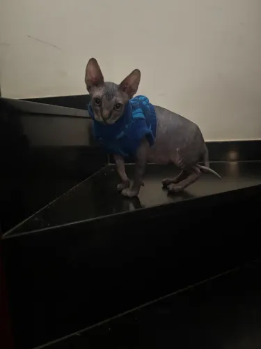 Vendo gata fêmea sphynx
