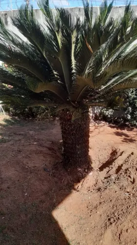 Planta cica