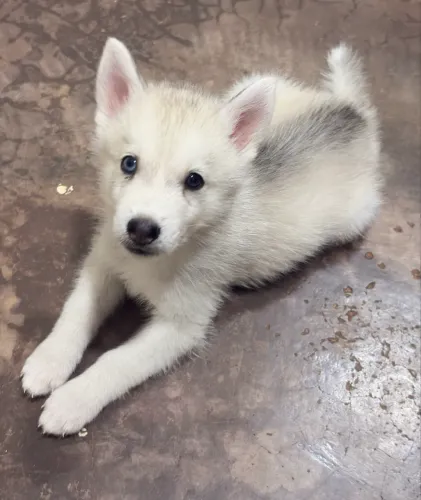 Filhote de Husky Siberiano