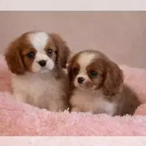 Cavalier King Charles Spaniel,Cavalier King Charles Spaniel Filhote Saudável Excelente Com
