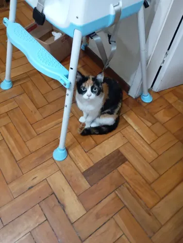 Doação de gatinha castrada