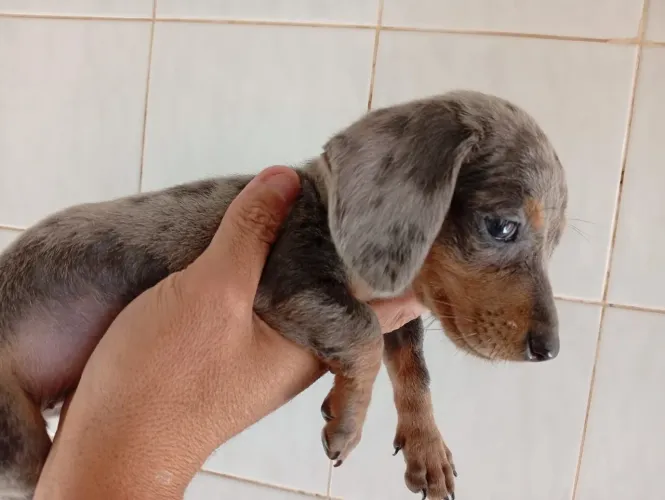 Filhotes em 12x cartão dachshund salsicha mofados Basset 