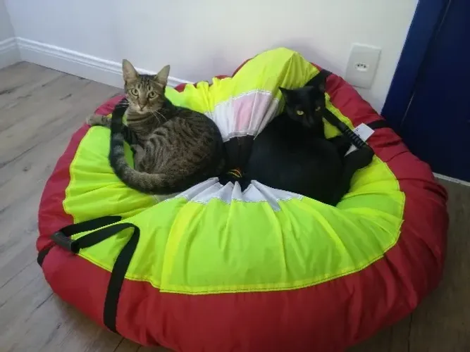 Doação 2 Gatinhas lindas dóceis vacinadas com carteira de vacinação