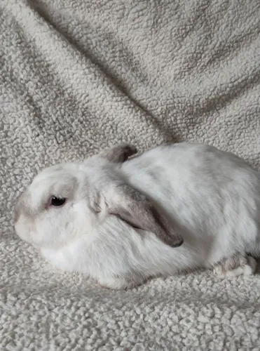 Coelho mini lop 