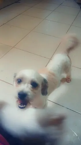 Alguma namoradinha pro meu cachorro