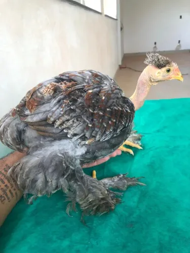 Galinho Brahma Polaca Homozigoto - Exemplar Exótico e Ornamental