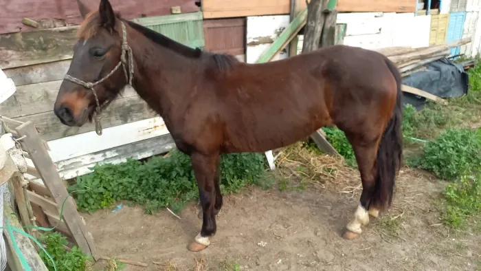 Linda égua crioula para vend@.