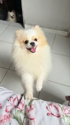 Spitz alemão anão com pedigree procurando namorada 