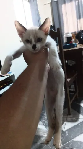 Doação de gatinhos