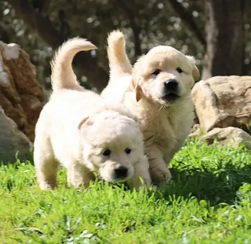 Golden Retriever Um Pedacinho de Amor Dourado Para Chamar de Seu