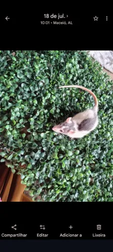 Ratos Twisters