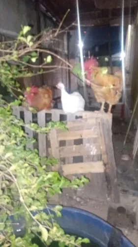 Galinhas de raça