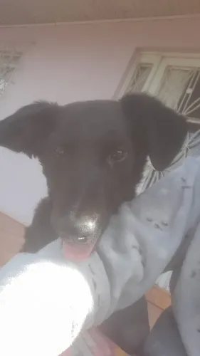 Doação de cachorro porte médio castrado, com casinha junto com ele