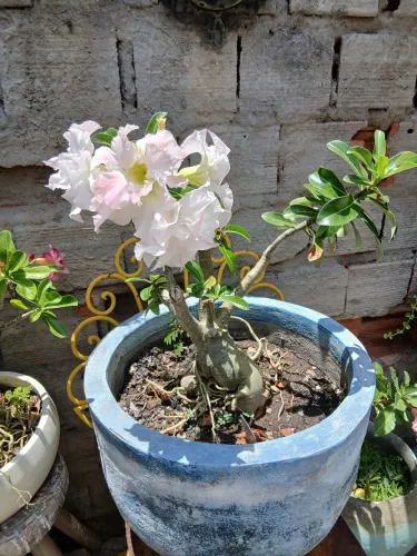 Plantas