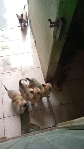 Pastor belga malinois 