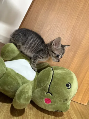 Gatinho castrado p/ adoção responsável!