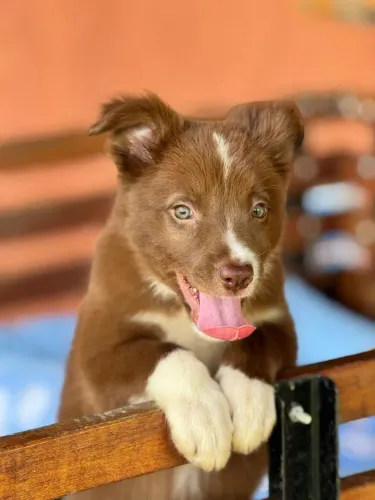 Border Collie a escolha certa*