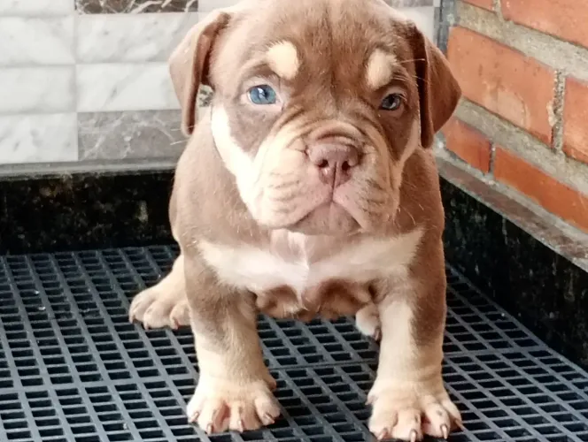 American Bully filhotes com pedigree