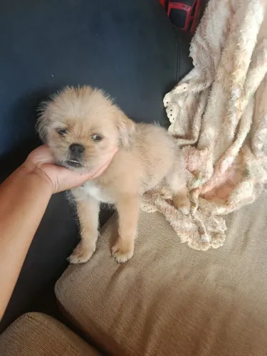 Vendo shih Tzu puro