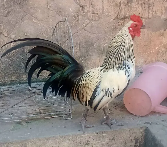 Galo garnize 