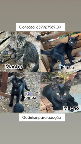 Gatinhos para adoção