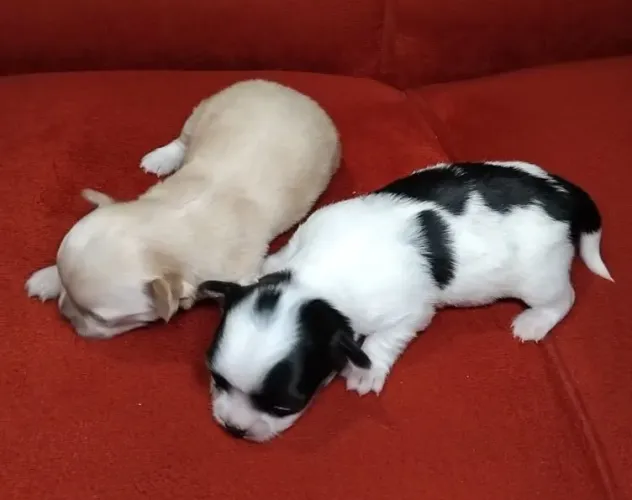 CHIHUAHUA MACHO PÊLOS LONGOS