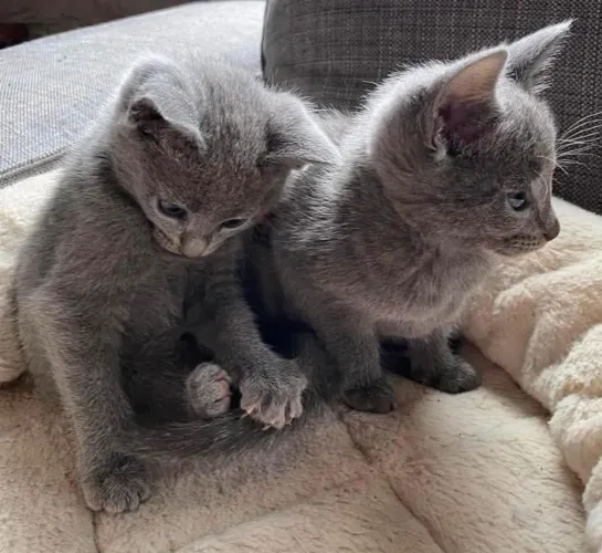 Russian BLUE promoção 