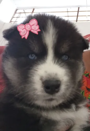 Vendo Husky Siberiano puro 