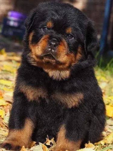 Quer um rottweiler e ganhar o pedigree parcelo até 18x 