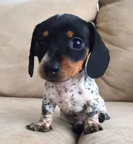 Dachshund Companheiro Leal Para Toda Família