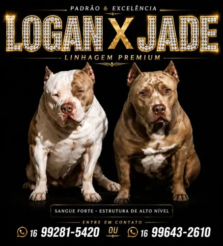 Filhote american bully