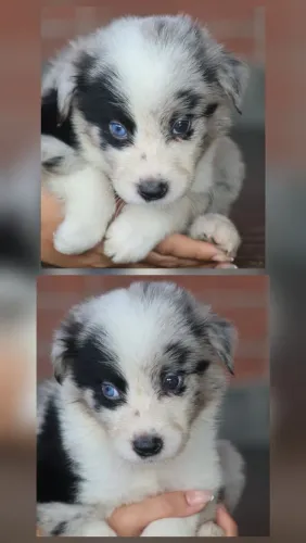 Border Collies Blue Merles Pedigree 