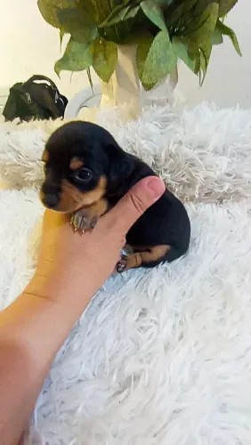 Pinscher zerinho fêmea ( minúscula)