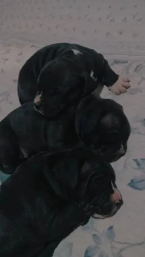 Filhote de Pitbull macho
