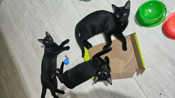 Adoção responsável de gatinhos