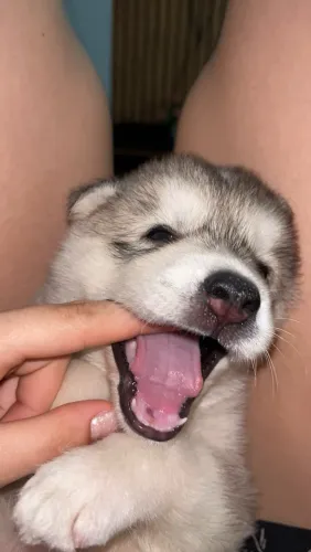 Filhote de husky siberiano