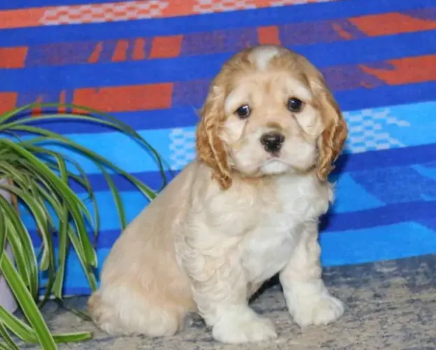 Cocker Spaniel Inglês filhotes disponíveis agora