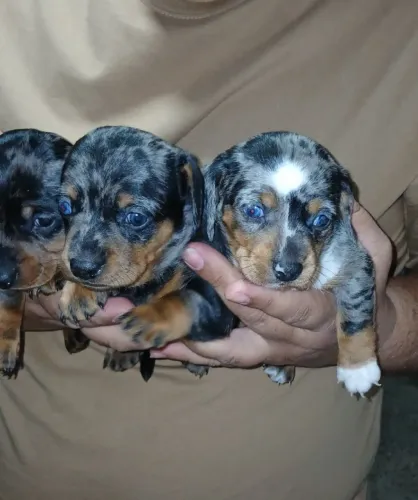 Filhotes de Dachshund Arlequim 
