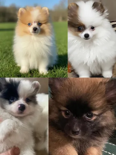 Lindos filhotes de Spitz Alemão 