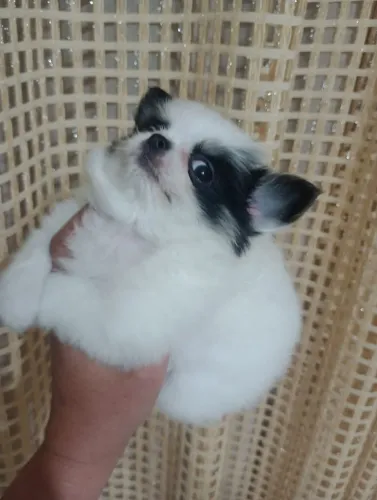 Chihuahua pelo Longo Linhagem Russa em 10x no Cartão