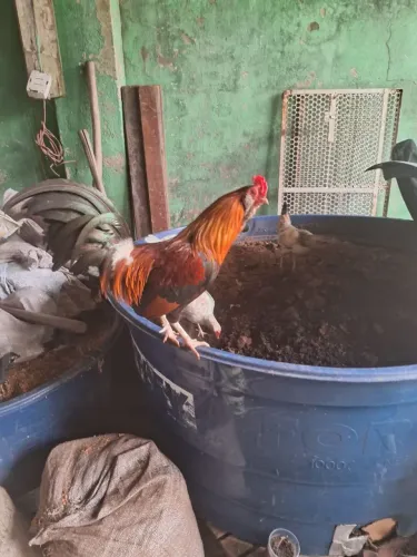 Galo