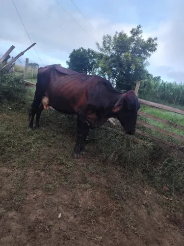Vaca de leite